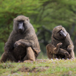 Bulbula Cliffs - Olive baboon